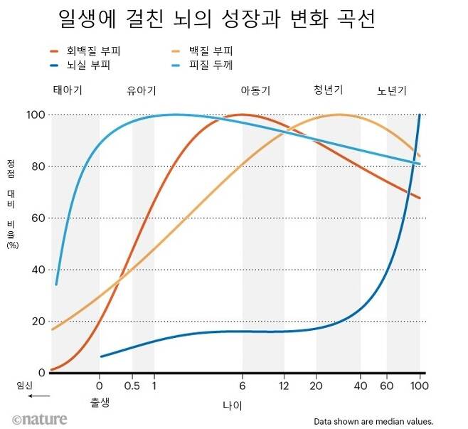 뇌의 일생을 담은 표준 차트가 완성됐다