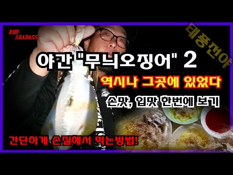 울산] 무늬오징어 에깅낚시 2 - [야간 피딩 Start] - 직접 잡아서 간단하게 만들어 먹는 요리? Catch Big Fin  Squid, Cook, And Eat! - Youtube