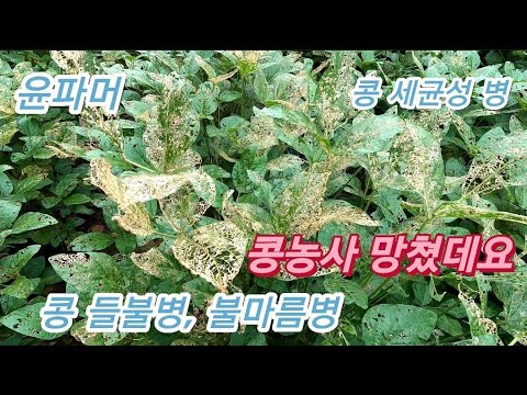 콩농사 실패 사례 들불병, 불마름병 - Youtube