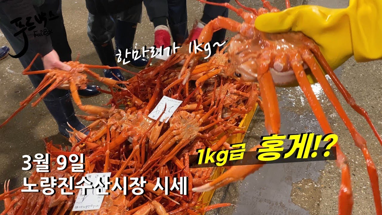 이제 대게 대신 1Kg 급 홍게!? Kg 2만 ~ 자연산 감성돔/참돔이 Kg 2만 5천원 !? ... 3월 9일 노량진 수산시장 -  Youtube