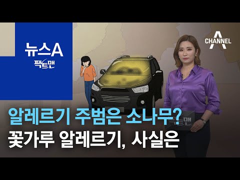 [팩트맨]알레르기 주범은 소나무?…꽃가루 알레르기, 사실은 | 뉴스A