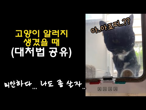 없던 고양이 알러지가 생겼다.