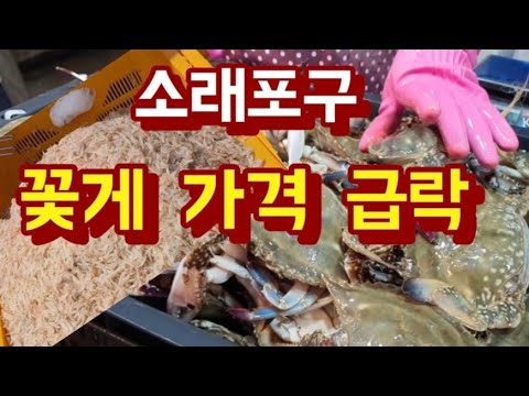 마지막 꽃게 가격 급락, 내일도 꽃게 가격  착할것 같아요(소래포구)