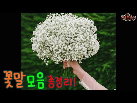 꽃말모음 총정리! Flower language