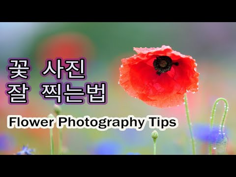 [Hello Photo TV] 꽃 사진 잘 찍는 법, Flower photography tips, 花の写真も撮る法, 如何给花朵拍照,  Photos de fleurs