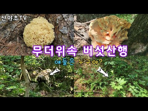 강력한 무더위속에서 꽃송이버섯 산행 산야초TV 산야초산행