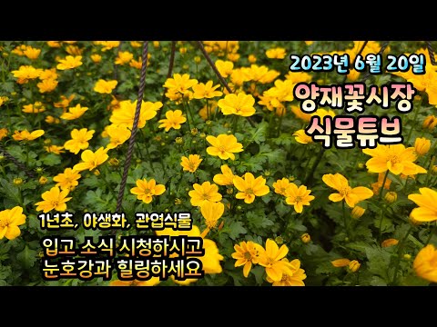 양재꽃시장 식물튜브 23년 6월 20일 입고영상 시청 하시면서 힐링 하세요~ #양재꽃시장 #식물튜브 #월동 #관엽 #식물아빠