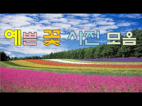 예쁜 꽃 사진 모음  (1)   알록달록 너무나 예쁜 꽃 사진 구경하고 가세요ㅎ