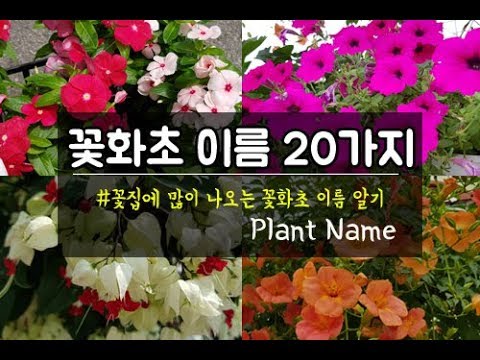 화초 종류 이름 찾기 20여가지 1탄~ 꽃이름 알기/꽃이름과 사진!! 20 plant names