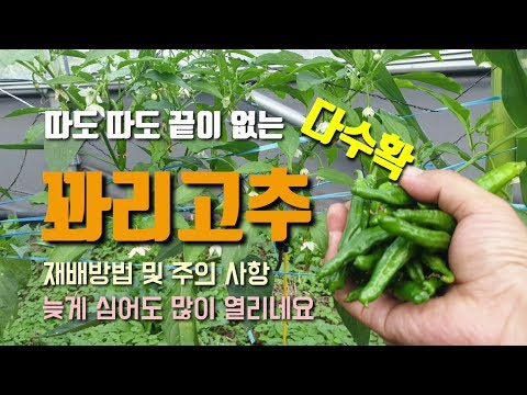 8월 정식한 꽈리고추 열매와 꽃이 많이 열렸습니다. 다수확 꽈리고추 재배방법과 수확