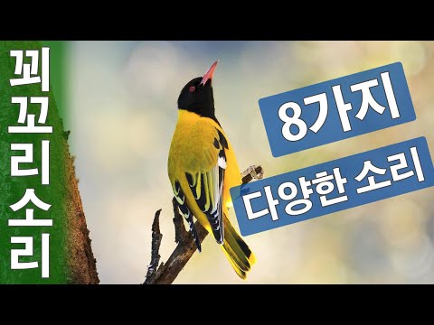 꾀꼬리 소리 8가지 다양한 꾀꼬리 울음소리 꾀꼬리 새소리 Oriole sounds 꾀꼬리 우는 소리