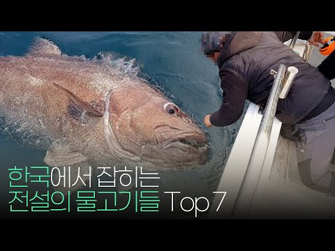 한국에서 잡히는 전설의 물고기 Top 7 !!