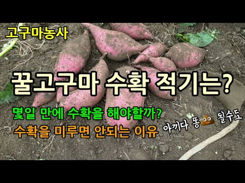 고구마농사 꿀고구마의 수확시기를 알아보기 위해 고구마 몇 뿌리 캐보았고 수확이 늦으면 안되는이유 고구마심이생기는이유 고구마 후숙방법