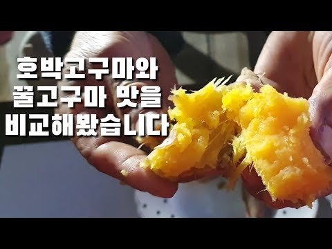 호박고구마와 꿀고구마 맛을 비교해봤습니다