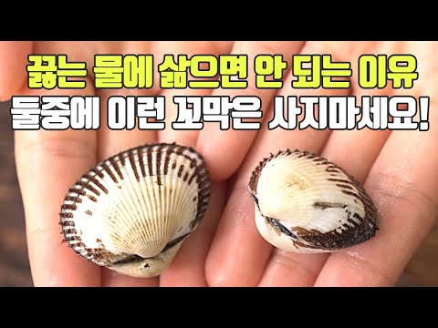 제발 이런 꼬막을 마트에서 보셨다면 피해주세요! 삶는법, 고르는법, 보관법