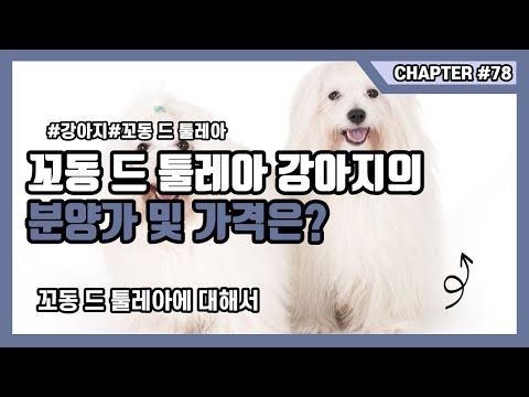 꼬동 드 툴레아 강아지의 분양가 및 가격은?