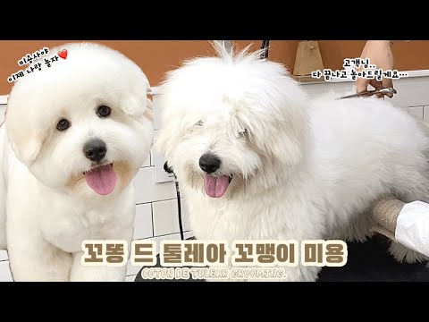 미용?그게뭔데 그냥나랑놀자! / 꼬똥드툴레아 두번째 미용 / Coton de Tulear / 꼬똥미용 / doggrooming / 퍼피썬