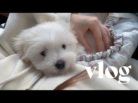 🐶꼬똥리움) 꼬똥 드 툴레아 입양기♥️ | 강아지입양, 꼬똥입양, 꼬똥대기기간, 한국꼬똥켄넬 | Coton de tulear