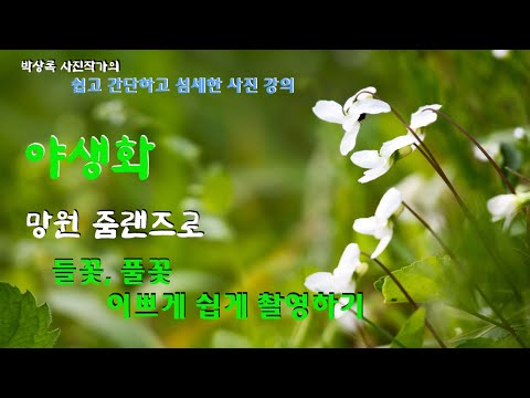 사진강의 야생화 망원 줌랜즈로 들꽃 풀꽃 이쁘게 쉽게 촬영하기 박상록 사진전 사진전시회 감성사진 풍경사진 인물사진 꽃사진