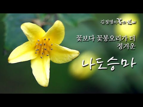 [야생화 이야기 25회] 꽃보다 꽃봉오리가 더 정겨운 꽃 - 나도승마