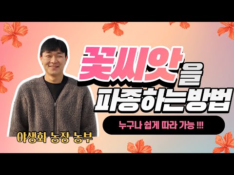 꽃 농장 전문 농부가 알려주는 꽃 씨앗 파종 방법(10000% 성공비법)