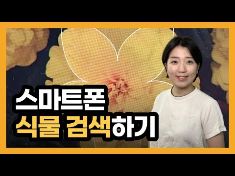 스마트폰으로 꽃 검색, 식물이름 찾기 3가지 방법, 네이버, 다음, 모야모