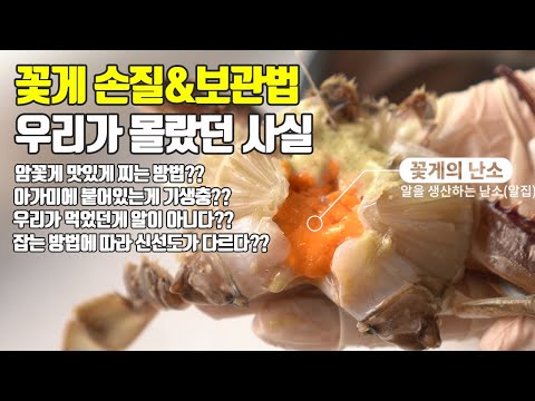 알배기 암꽃게 손질 보관법 맛있게 찌는법 꿀팁!! 꽃게 아가미에 기생충이?