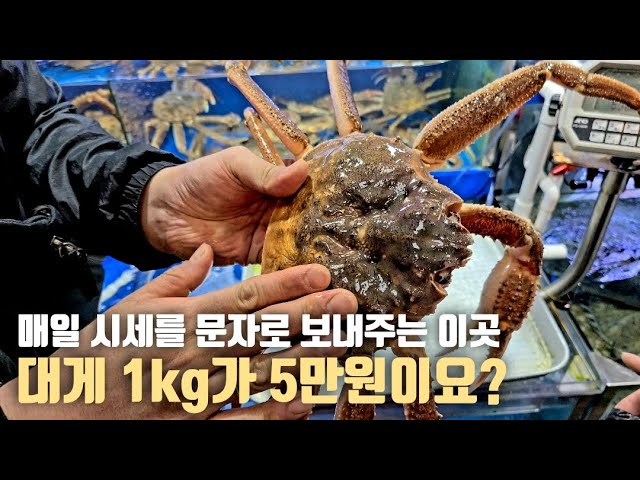 대게 시세 이제 따로 검색 안 하셔도 됩니다 [노량진 손선장] - Youtube