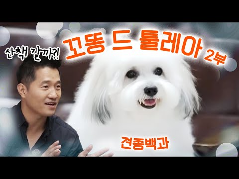 꼬똥 드 툴레아 1부|강형욱의 견종백과 X 대도서관 꼬똥 드 툴레아 1부|강형욱의 견종백과 X 대도서관